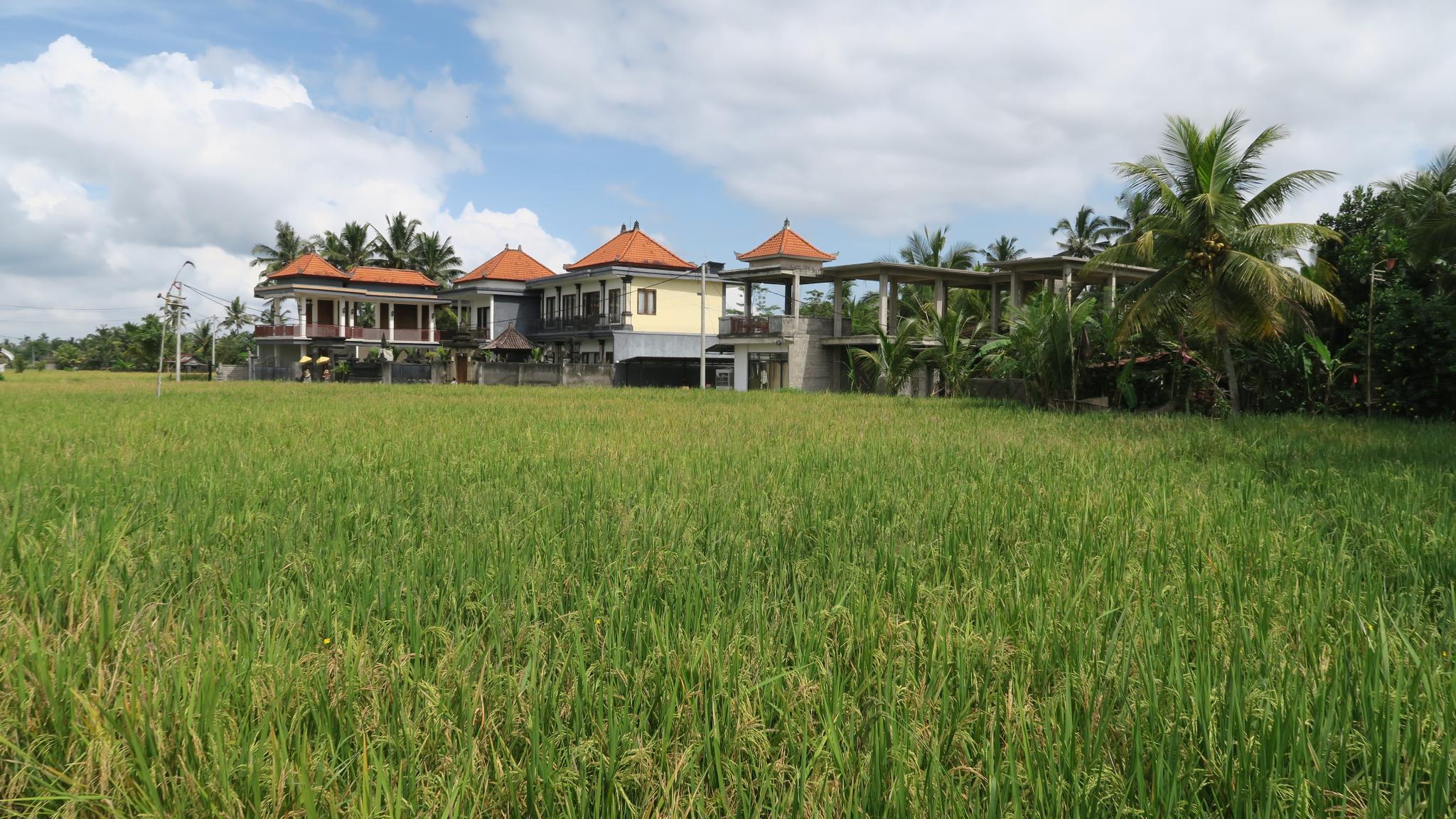 Figure 2: A newly built and yet to be further expanded guesthouse, located in the middle of a rice field that is included in the UNESCO World Heritage site. Photo: Erik de Maaker