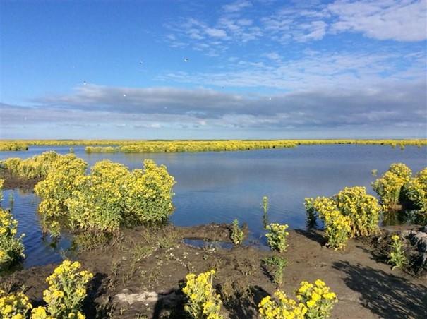 Human interference damaged the natural circumstances in the Markermeer