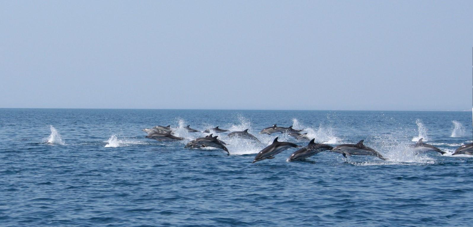 dolphins