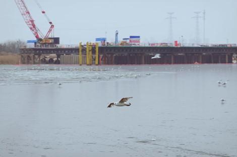 Fig. 4 Ecological park transformed from the old dock, where residents can interact with seagulls. Source: Yuanpeng Hou, taken at Tianjin Old Terminal Park