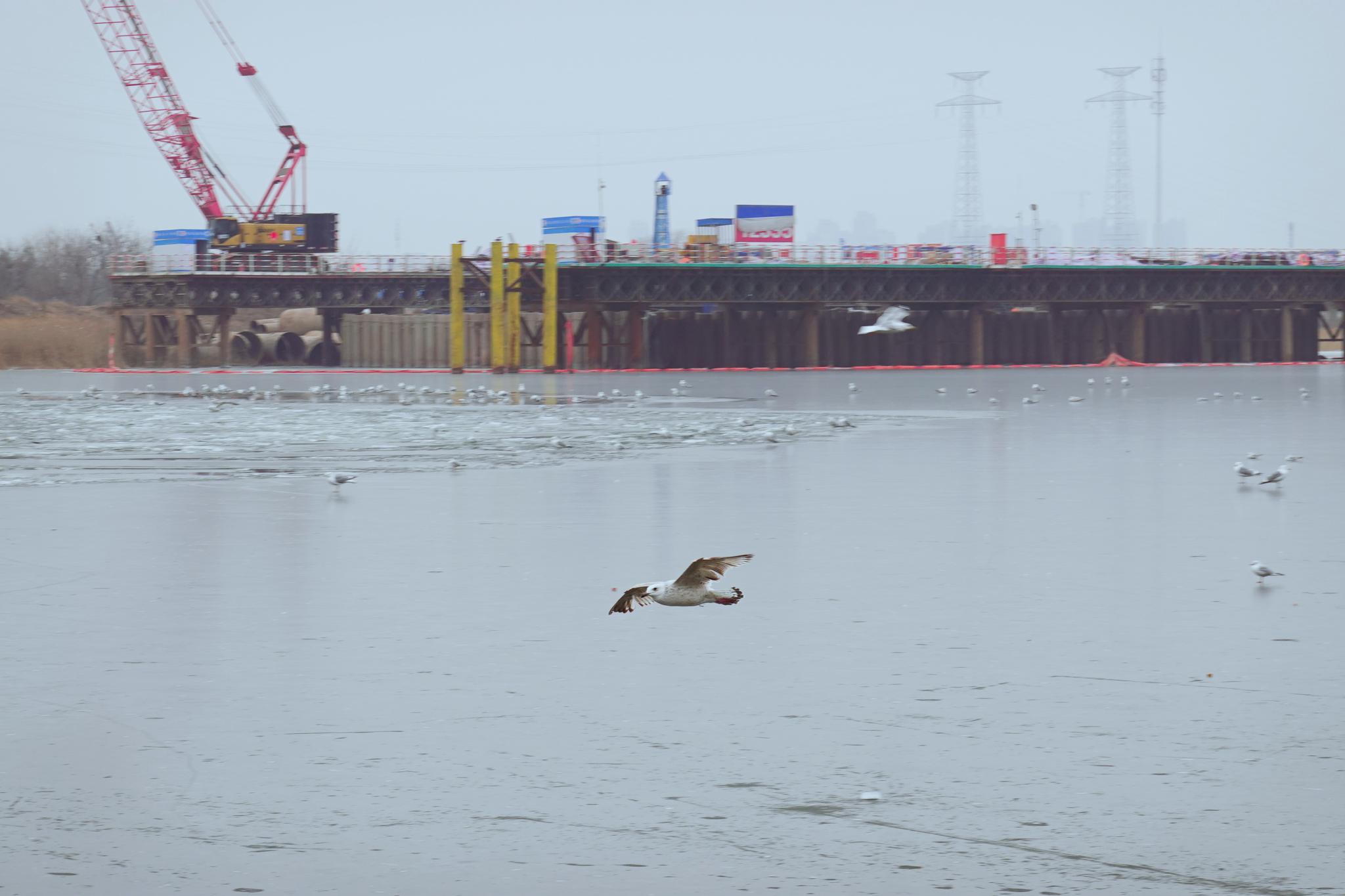 Fig. 4 Ecological park transformed from the old dock, where residents can interact with seagulls. Source: Yuanpeng Hou, taken at Tianjin Old Terminal Park