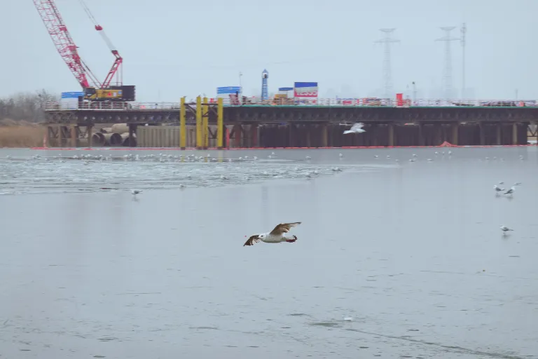 Fig. 4 Ecological park transformed from the old dock, where residents can interact with seagulls. Source: Yuanpeng Hou, taken at Tianjin Old Terminal Park
