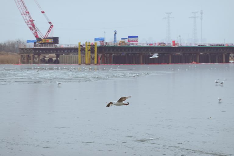 Seagulls at the Old Wharf Cultural Park
