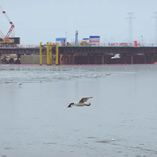 Seagulls at the Old Wharf Cultural Park