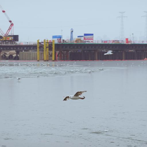 Seagulls at the Old Wharf Cultural Park