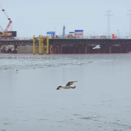 Seagulls at the Old Wharf Cultural Park